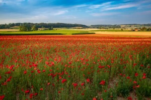 Flanders Field Poppies